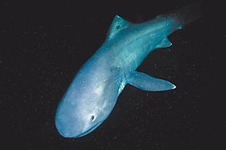 高雄 海洋生物GPS 揭软骨鱼神秘行踪