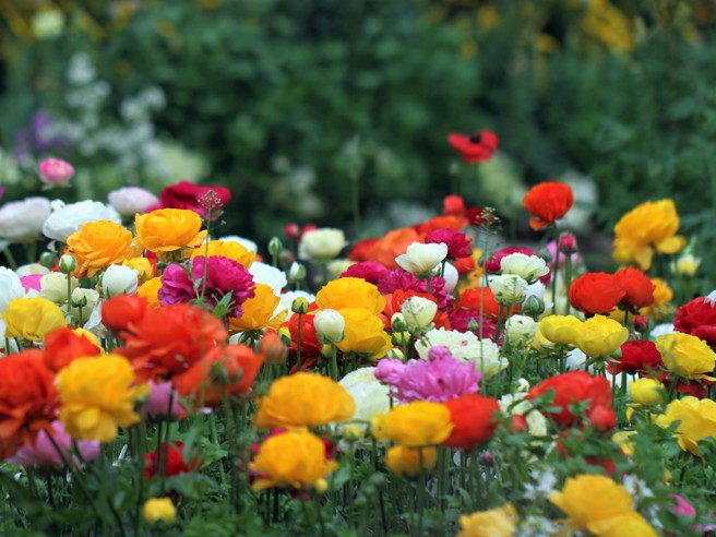 台灣大學梅峰山地農場「春之饗宴」。(照片/台灣大學提供)