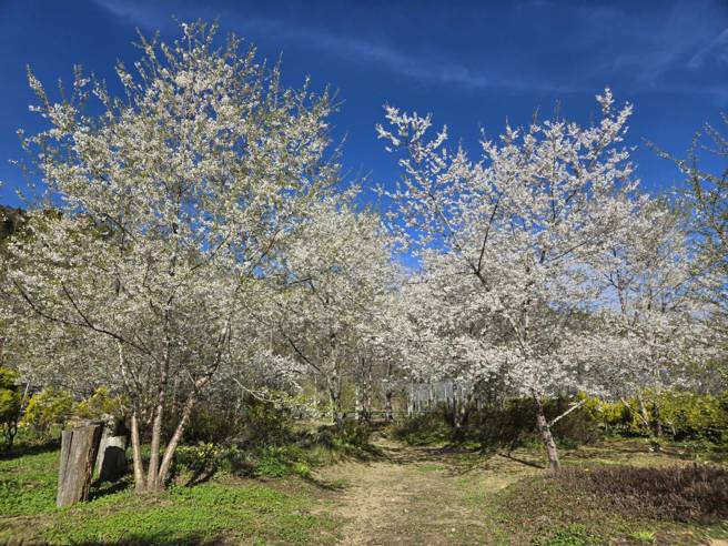 梅峰農場平時並不開放給一般遊客，想到農場參觀必須揪好10人方可事先預約，所以很難一睹梅峰風采。(照片/台灣大學提供)