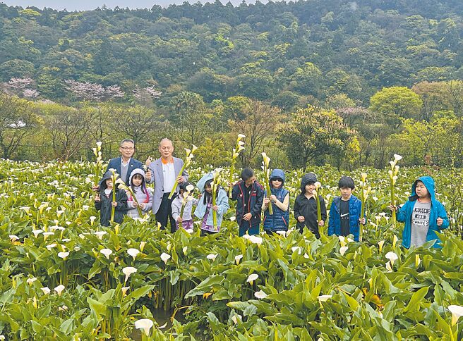 2025陽明山竹子湖海芋季在14日白色情人節開幕，台北市副市長張溫德與在地湖田實驗國小學生同遊竹子湖看海芋。（張珈瑄攝）