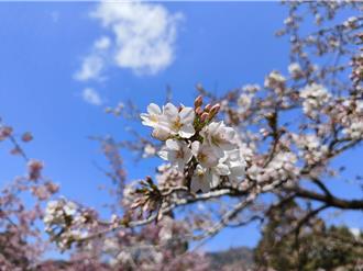 阿里山花季人潮湧現 「櫻王」最佳賞花期至3／20