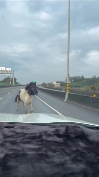 4迷你马集体逃家！台61线逛大街 饲主追2公里才拦下