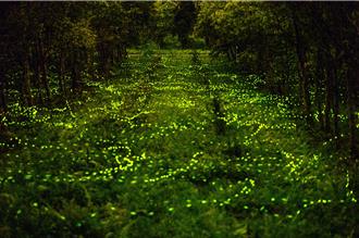 森林動物列車、音樂芳香療癒 花蓮大農大富賞螢活動起跑