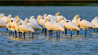 黑面琵鷺數量連兩年下滑 台南野鳥學會：棲地轉移明顯