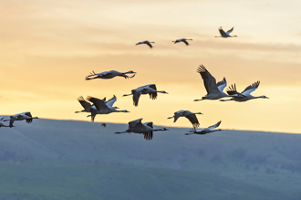 江蘇82歲老人辭世 下葬日驚見「整群仙鶴」盤旋送行