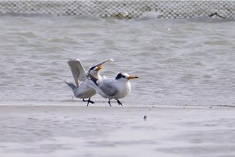 全球僅221隻！「神話之鳥」再度現蹤北門雙春急水溪口
