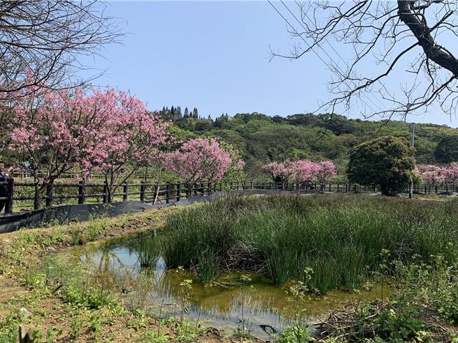 三芝三生步道超过上百株的樱花如云雾般覆盖2公里的步道。（新北市渔业处提供）