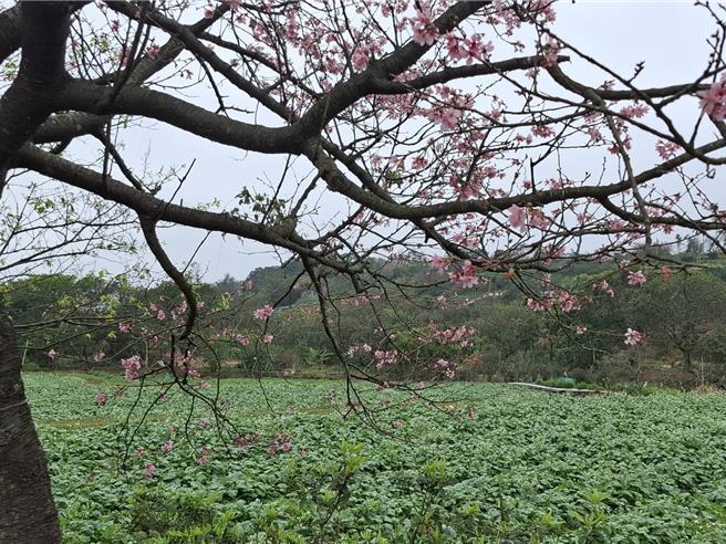 春季时各式品种樱花绽放，吉野樱、山樱、八重樱、昭和樱交织成一大片粉红林。（新北市渔业处提供）