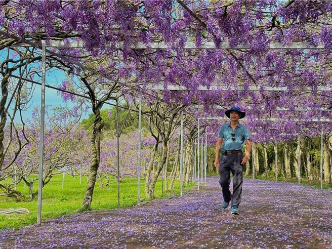 沪尾休閒农业区发展协会理事长邀请民眾朋友一同感受紫藤花魅力。（新北市农业局提供）