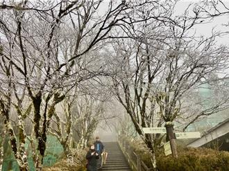 影》太平山再現霧淞 銀白美景曝 遊客超驚喜