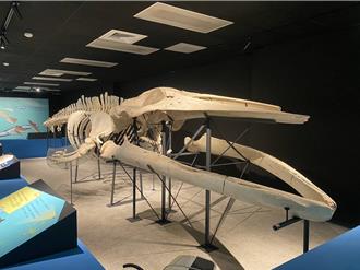 澎湖化石館花火節重開館  鯨魚標本也將重正名