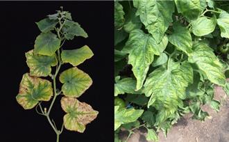 台中農改場開發「肥力計算器」養液栽培更簡便