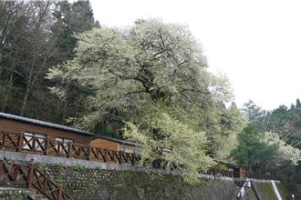 霧裡看花  清明觀霧步道賞花趣活動即將登場