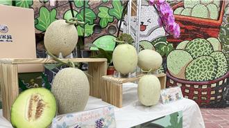 後壁洋香瓜好時節3／23登場 民代鼓勵打出品牌