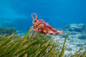 「他」被喻為海洋的肝臟 目前已消失30％ 專家警告：世界將有3大危機