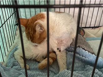 霧峰桐林浪貓疑遭獸鋏夾斷手 里辦公室籲民眾：別觸法