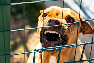 比特犬咬騎士！動保處未罰再釀禍 英美《惡犬法案》狗主恐入獄