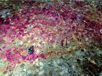 莽男疑醋海生波 指使小弟至情敵住處放爆裂物