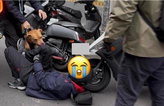 5萬元罰不怕 比特犬再度咬人 動保處：無法有效管理就沒入