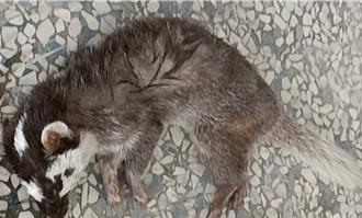 枋山出现首例鼬獾狂犬病 屏县加开犬猫接种疫苗场次