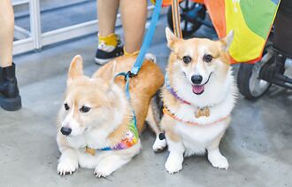 新世代最青－毛孩是家人 人性化醫療當道