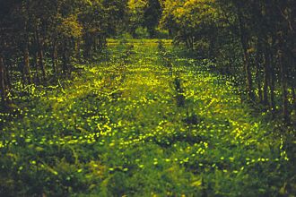 花蓮 搭森林列車遊園 賞螢追星