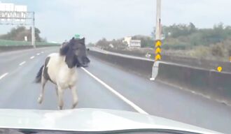 后龙4迷你马逃家逛大街 吓坏驾驶