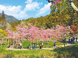 阿里山櫻王盛開 花季湧2.7萬人