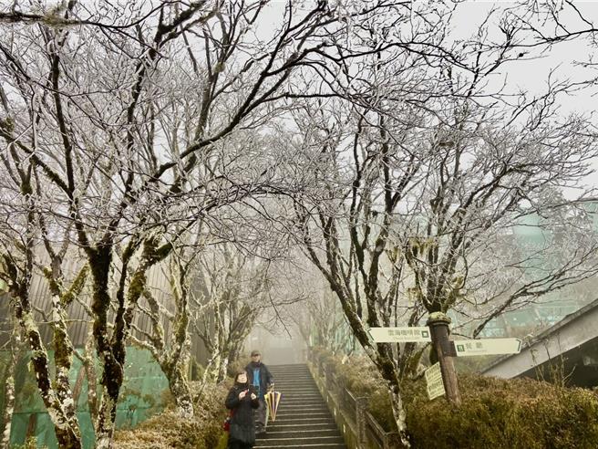 宜蘭太平山國家森林遊樂區今早樹梢上有些許霧淞，成銀白世界。（林業及自然保育署宜蘭分署提供／吳佩蓉宜蘭傳真）