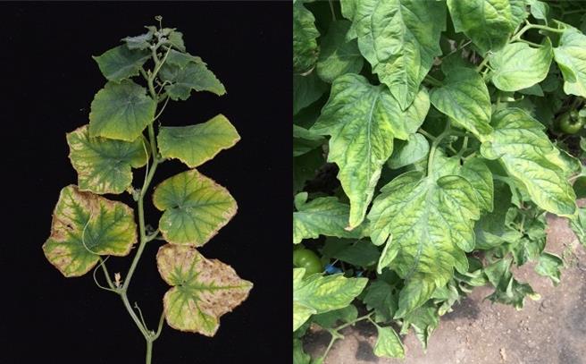 农业部台中区农业改良场推动「肥力计算器」，让栽培者仅需输入各别肥料用量，即可迅速获得配方肥力。（农业部提供）