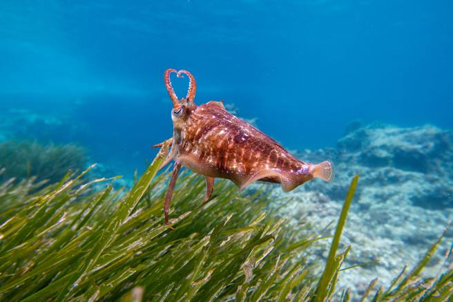 全球海草床正以每年1.5%的速度减少 (图片来源/Pexels)