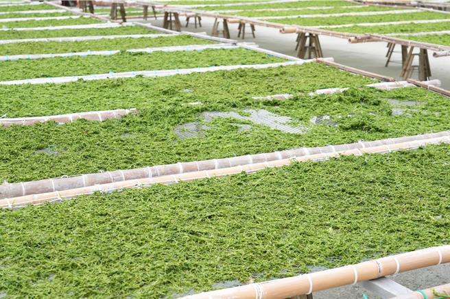 青海菜喜歡生長在25度以下的低溫環境，因此今年冬天盛產，業者細心採收與專業加工，成功行銷至日本、澳洲等國。（澎湖縣政府提供／許逸民澎湖傳真）