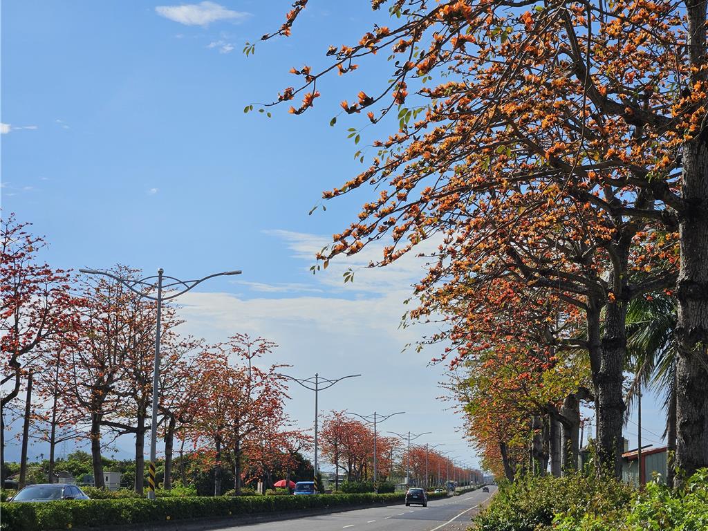 台1線水底寮至佳冬戰備道路段兩側的木棉花盛開，紅艷美景燃燒整個天空。（羅琦文攝）