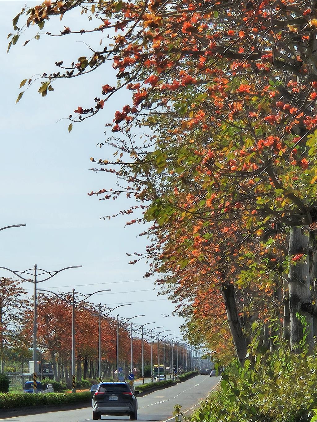 台1線水底寮至佳冬戰備道路段兩側的木棉花盛開，紅艷美景燃燒整個天空。（羅琦文攝）