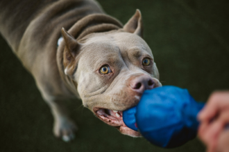 被比特犬咬「千萬別毆打」攻擊讓牠更興奮 專家教1動作自保