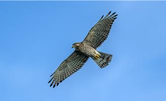 國慶鳥來了！灰面鵟鷹北返 恆春半島現「鷹」姿