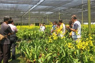 种苗场建构文心兰健康种苗繁殖制度2.0 筛选品种促产业升级