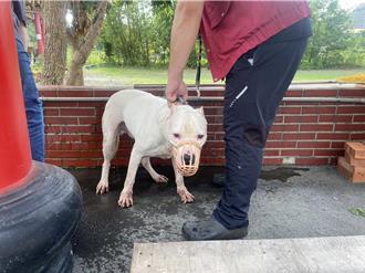  比特犬禁养全台仍有3800只 农业部回应了