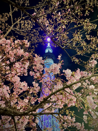 東京櫻花季新亮點！竹燈雲海×晴空塔打造夢幻賞夜櫻秘境