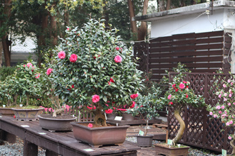 台北花展「集章抽大獎」遭質疑 議員批：錯過首展就沒機會