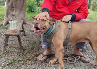 咬死主人好友遭没入  新竹比特犬「关笼逾3年」才离开收容所