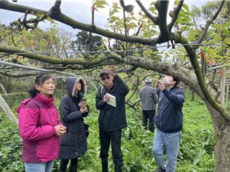 14年以来最冷寒冬 桃园高接梨迟发灾损32％