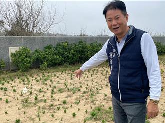 後龍好望角百合花季將啟 4萬株花海迎春綻放