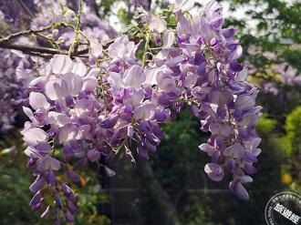 「紫」邀您来 新北推沪尾紫藤花一日游