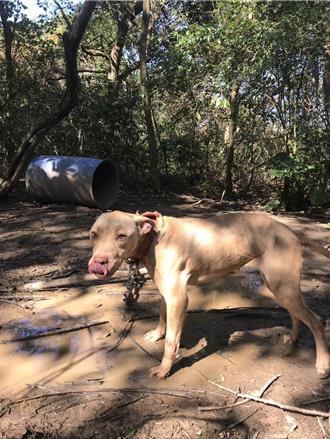 比特犬風波不斷！桃市列管254隻 動保處持續稽核