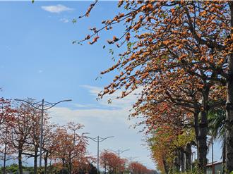 火焰花瓣點綴道路！台1線木棉大道盛開 民眾減速賞花