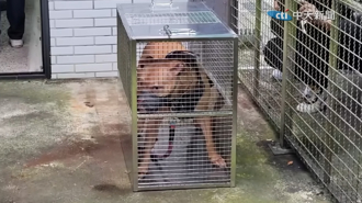 比特犬Lucky被關入收容所「全身發抖、驚恐狂吠」 最終下場出爐