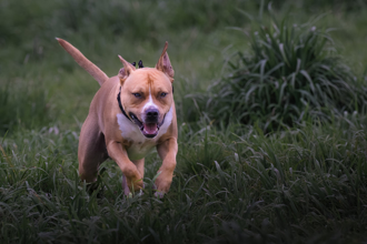 比特犬逃死  鍾沛君稱嘉義飼主願領養  網兩派意見炸鍋