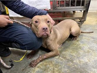 新北列管249隻比特犬 5隻遭棄養收容動物之家