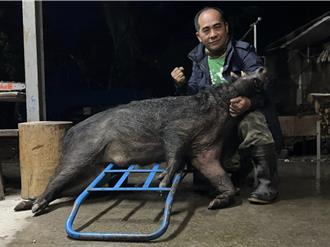 原民议员猎得破纪录大山猪 骄傲喊「猎人直觉」助文化传承